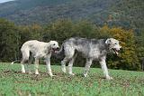 IRISH WOLFHOUND 171